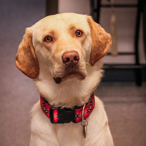 Moose Dog, Director of Patient Pawsitivity